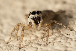 Salticus mutabilis, femmina - Prato